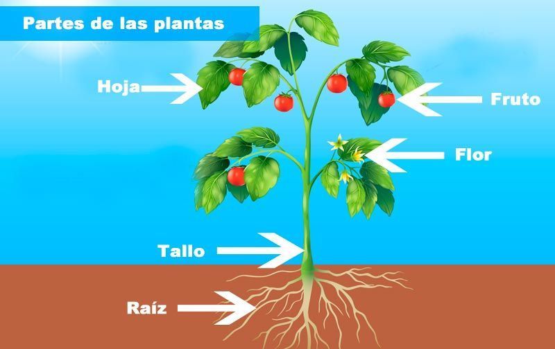 partes de las plantas