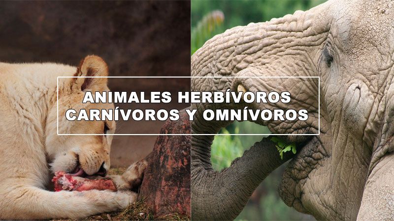 animales herbívoros, carnívoros y omnívoros