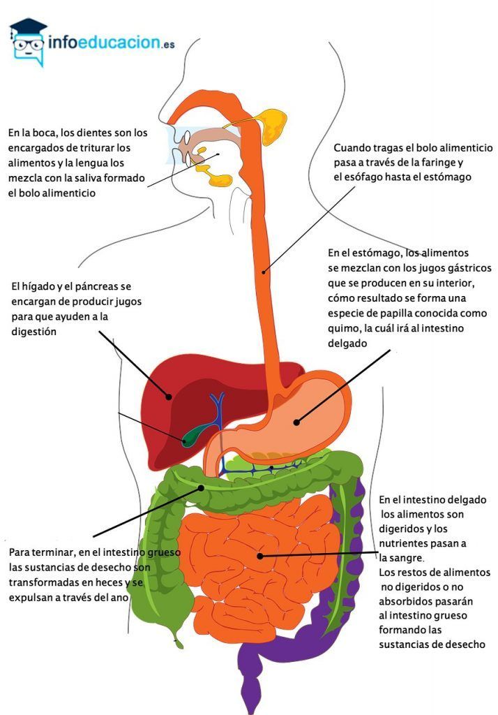 aparato digestivo para niños de primaria