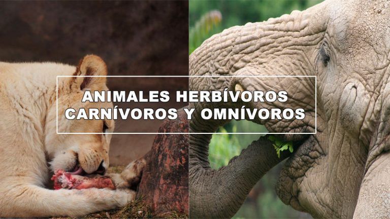 animales herbívoros, carnívoros y omnívoros