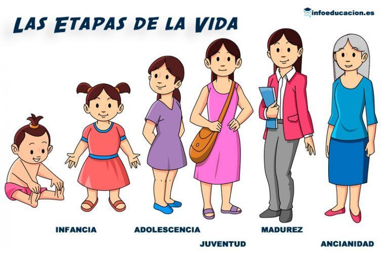 etapas de la vida para niños de primaria
